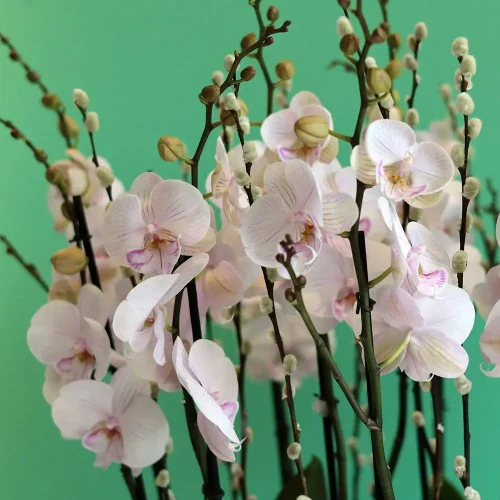 Minaret Orchid (مئذنة أوركيد)