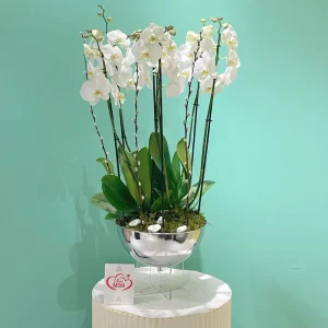 Delight Orchid (دليغة أركيد)