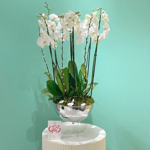 Delight Orchid (دليغة أركيد)