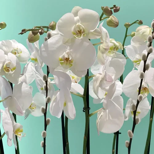 Delight Orchid (دليغة أركيد)