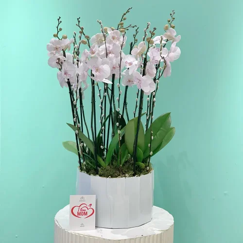 Delight Lite Pink Orchid(دليغة ليت بينك أركيد)