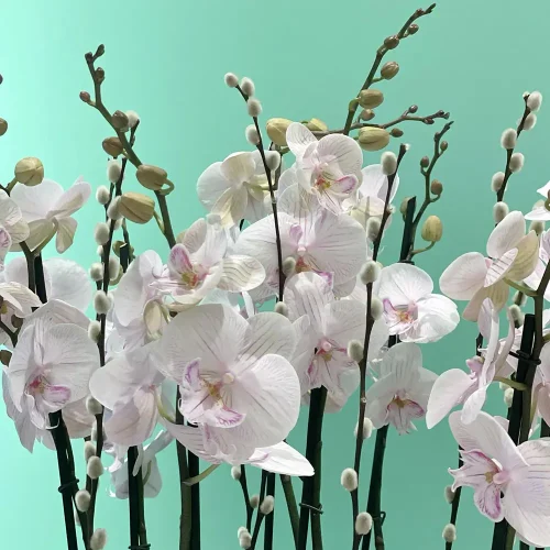 Delight Lite Pink Orchid(دليغة ليت بينك أركيد)