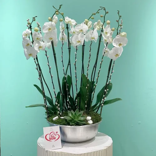 Fantasy Orchid(فانتاسي أركيد)