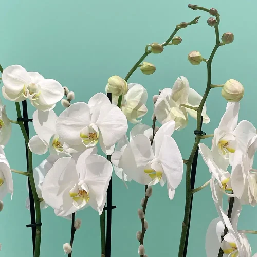 Fantasy Orchid(فانتاسي أركيد)