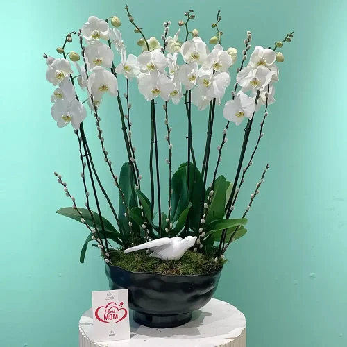 Blessing Orchids (بلسنج أركيد)