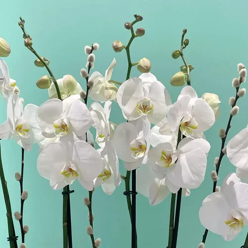 Blessing Orchids (بلسنج أركيد)