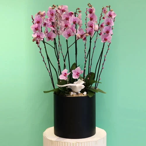 Elegant Pink Orchids(الأوركيد الوردي الأنيق)