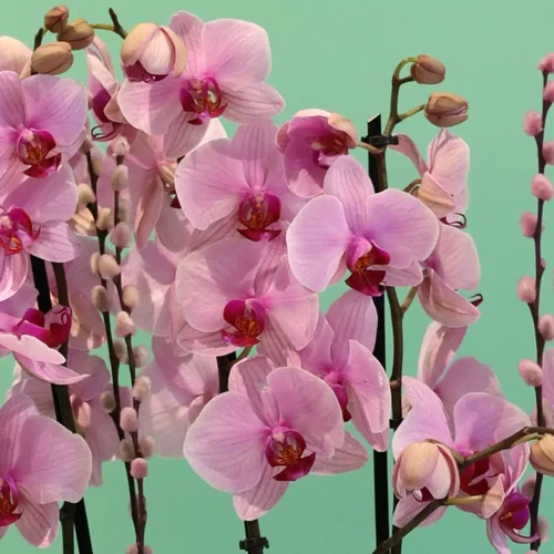 Elegant Pink Orchids(الأوركيد الوردي الأنيق)