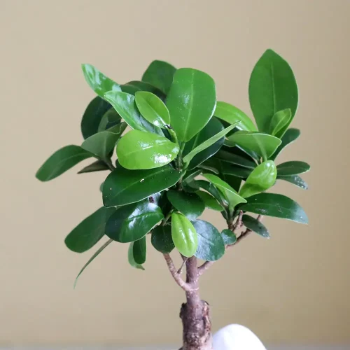 Bonsai Duplex (بونساي دوبلكس)