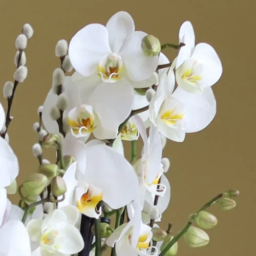 Choice Orchid(أوركيد الاختيار)