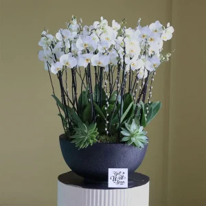 Choice Orchid(أوركيد الاختيار)