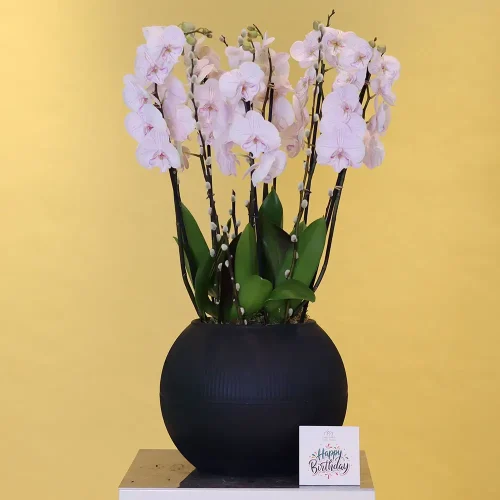 Jolly Orchids (جولي الأوركيد)