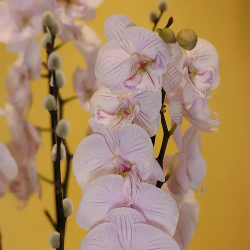 Jolly Orchids (جولي الأوركيد)
