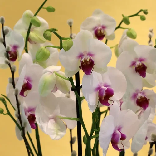 Happy Red Lips-3(حبي رد لبس-3)