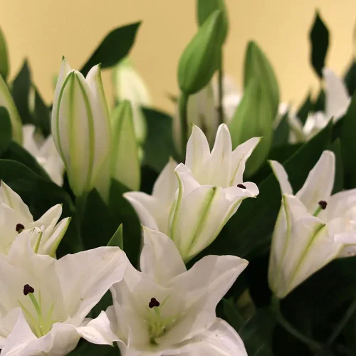 Luxurious Lilies-1(زنابق فاخرة-1)
