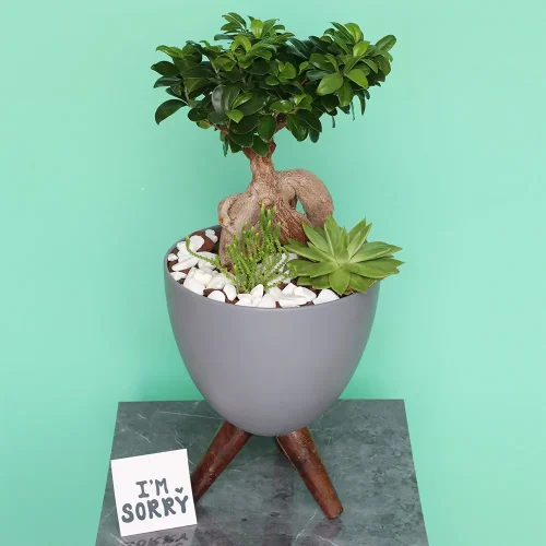 Gloomy Bonsai(بونساي كئيب)