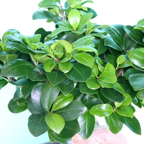 Gloomy Bonsai(بونساي كئيب)