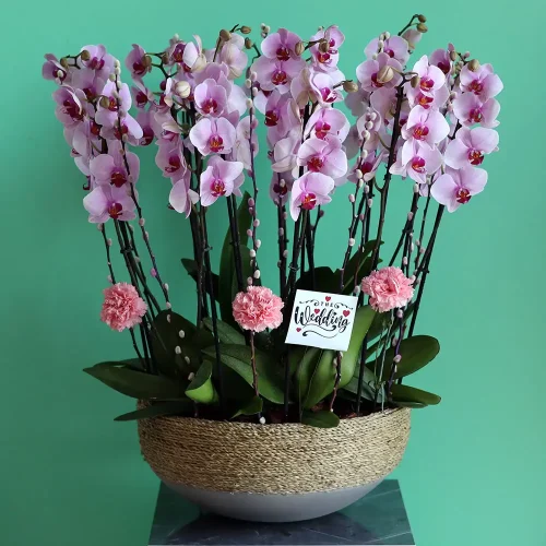 Loving Orchids(الأوركيد المحببة)