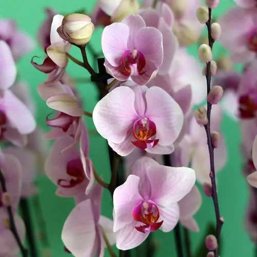 Loving Orchids(الأوركيد المحببة)