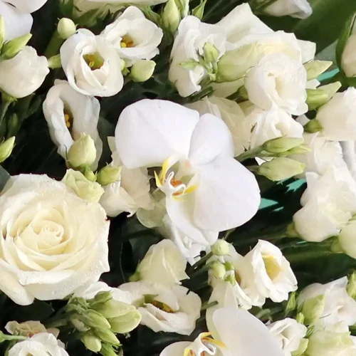 Happy White Bliss-3(سعيد النعيم الأبيض-3)