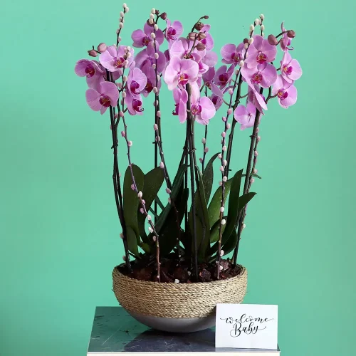 Loving Orchids-1(الأوركيد المحببة-1)