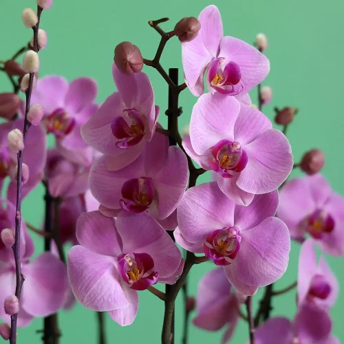 Loving Orchids-1(الأوركيد المحببة-1)