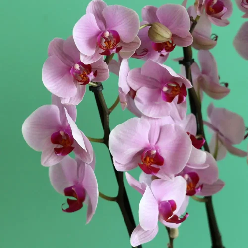 Applause(تصفيق)