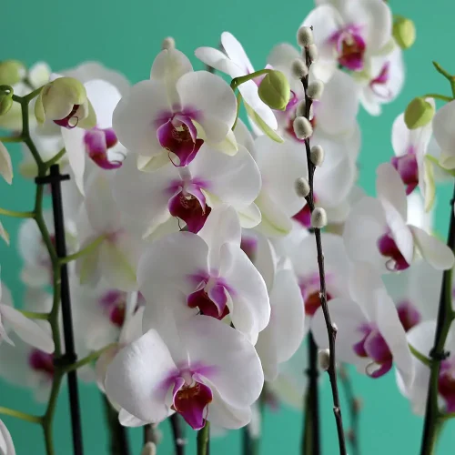 Excellent Orchids(الأوركيد الممتاز)