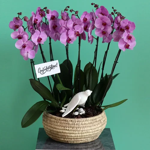 Lucky Orchids(الأوركيد المحظوظة)