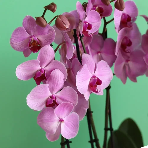 Lucky Orchids(الأوركيد المحظوظة)