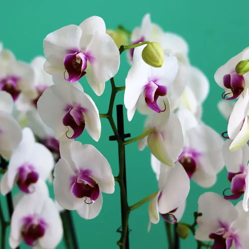 Happy Red Lips-2(حبي رد لبس-2)