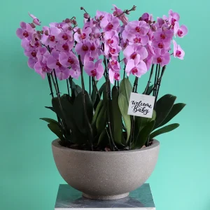 Choice Orchid-1(أوركيد الاختيار-1)