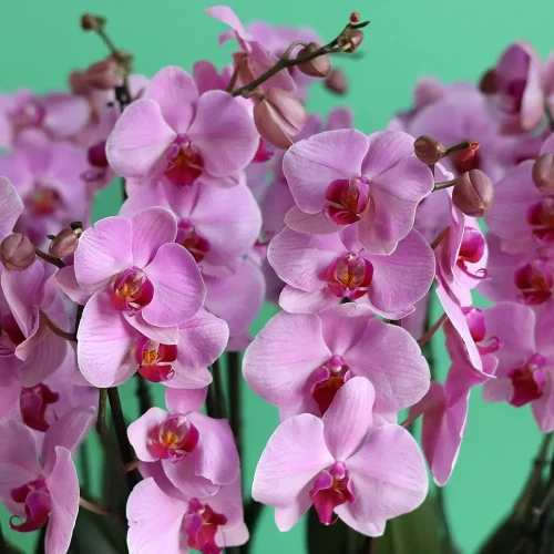 Choice Orchid-1(أوركيد الاختيار-1)