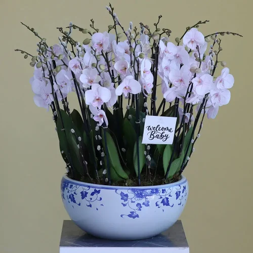 Loving Orchids-1(الأوركيد المحببة-1)