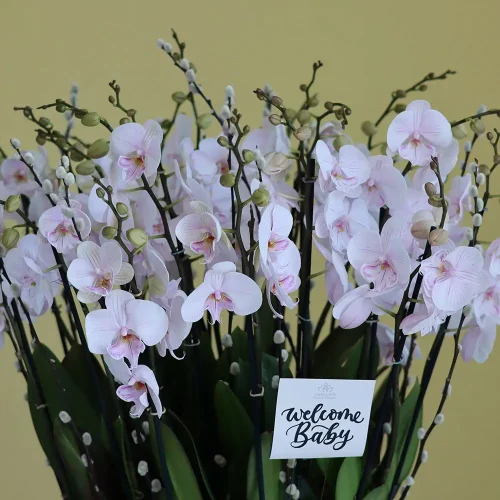 Loving Orchids-1(الأوركيد المحببة-1)