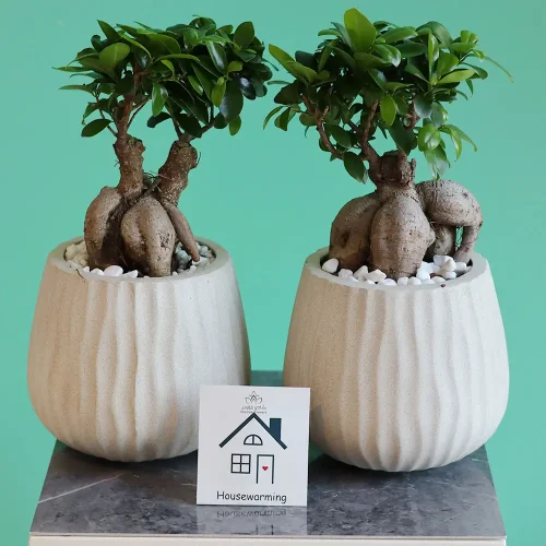 More Happy-1(أكثر سعادة-1)