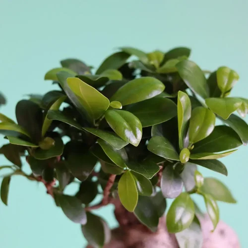 More Happy-1(أكثر سعادة-1)