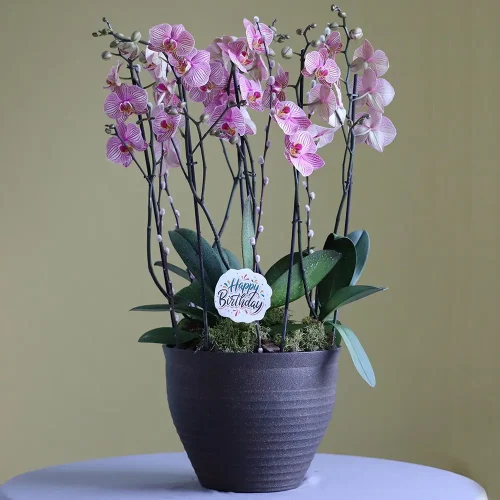 More Happy-1(أكثر سعادة-1)