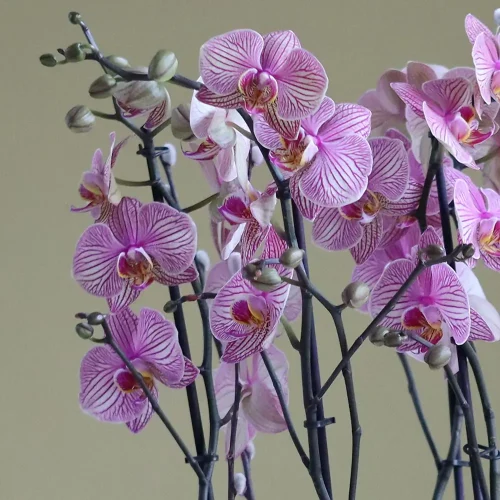 More Happy-1(أكثر سعادة-1)