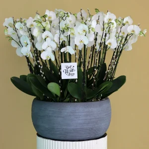 Blooming White(الأبيض المزهر)