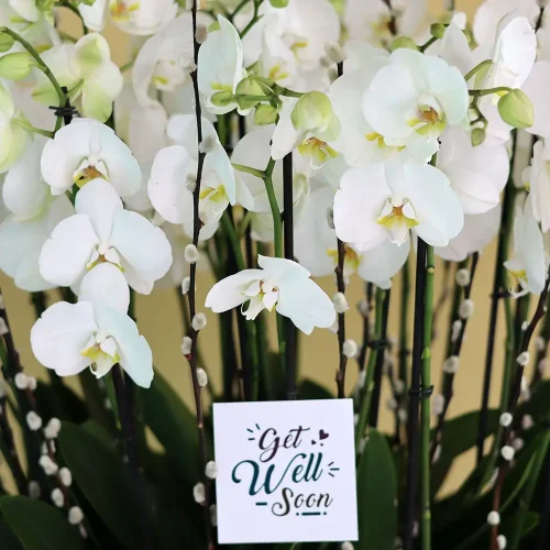 Blooming White(الأبيض المزهر)