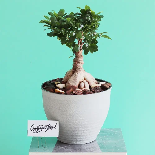 Bonsai shadow-2(بونساي شادو-2)