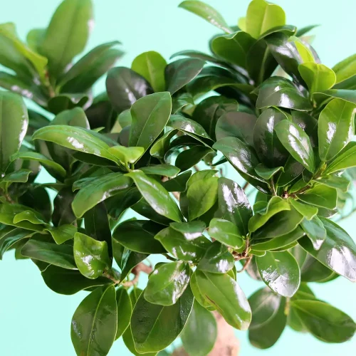 Bonsai shadow-2(بونساي شادو-2)