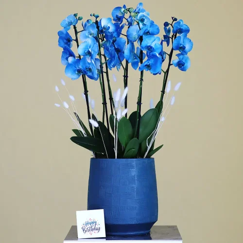 Magical White Blue Orchid(الأوركيد الأبيض الأزرق السحري)