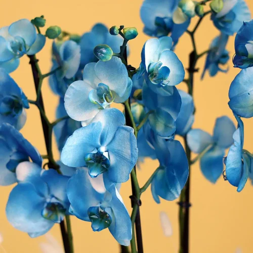 Magical White Blue Orchid(الأوركيد الأبيض الأزرق السحري)