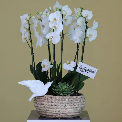 Happy white orchids  2(بساتين الفاكهة البيضاء السعيدة 2)
