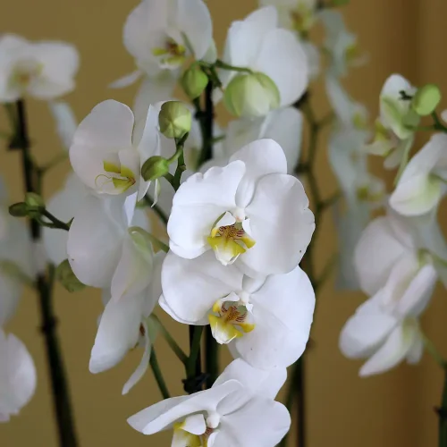Happy white orchids  2(بساتين الفاكهة البيضاء السعيدة 2)