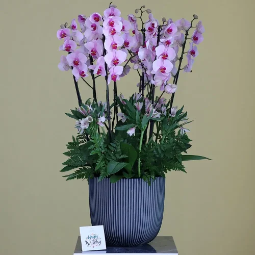 Pink Garden(الحديقة الوردية)