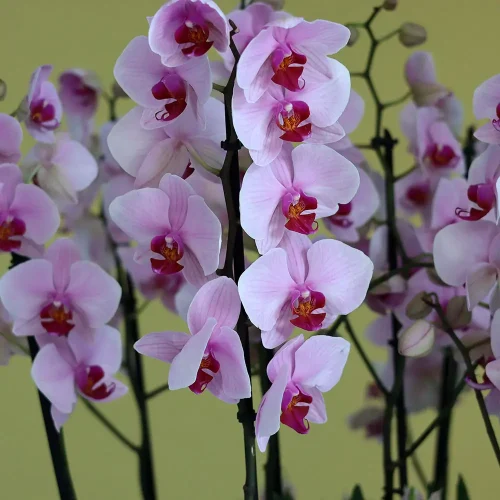 Pink Garden(الحديقة الوردية)