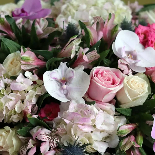 Happy Pink(الوردي السعيد)